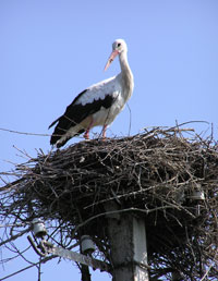 Stork